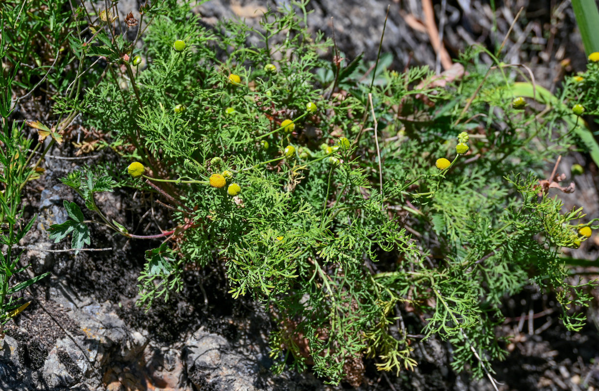 Image of Tanacetopsis submarginata specimen.