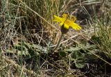 Taraxacum serotinum