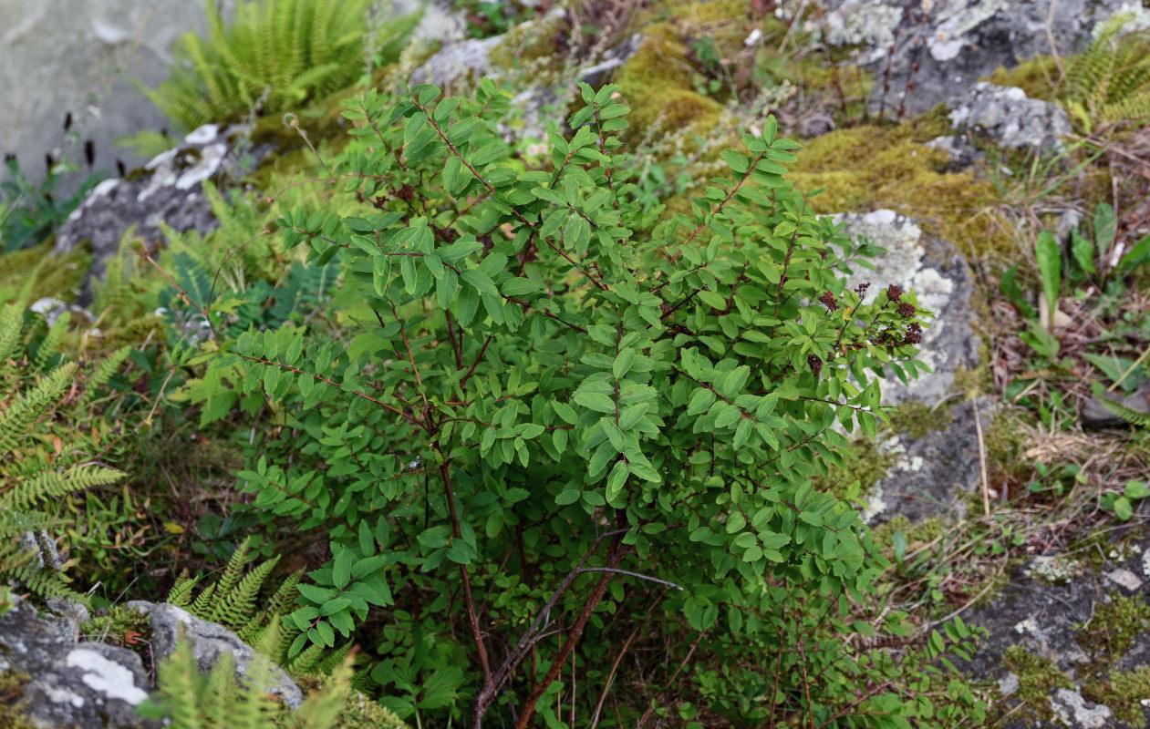 Image of Spiraea beauverdiana specimen.