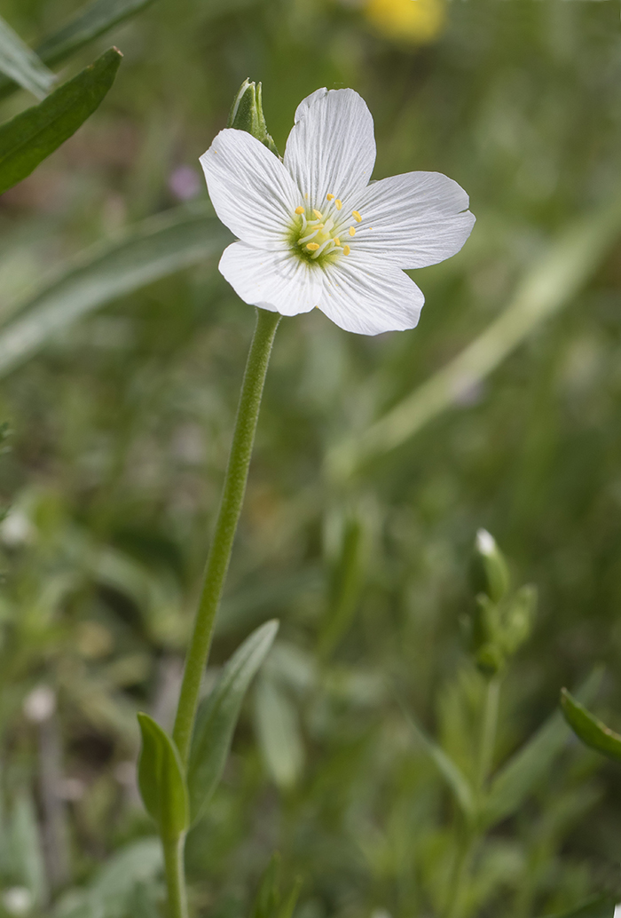 Изображение особи Cerastium bungeanum.