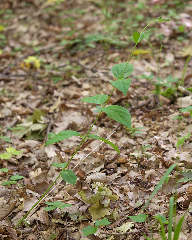 Image of Vincetoxicum scandens specimen.