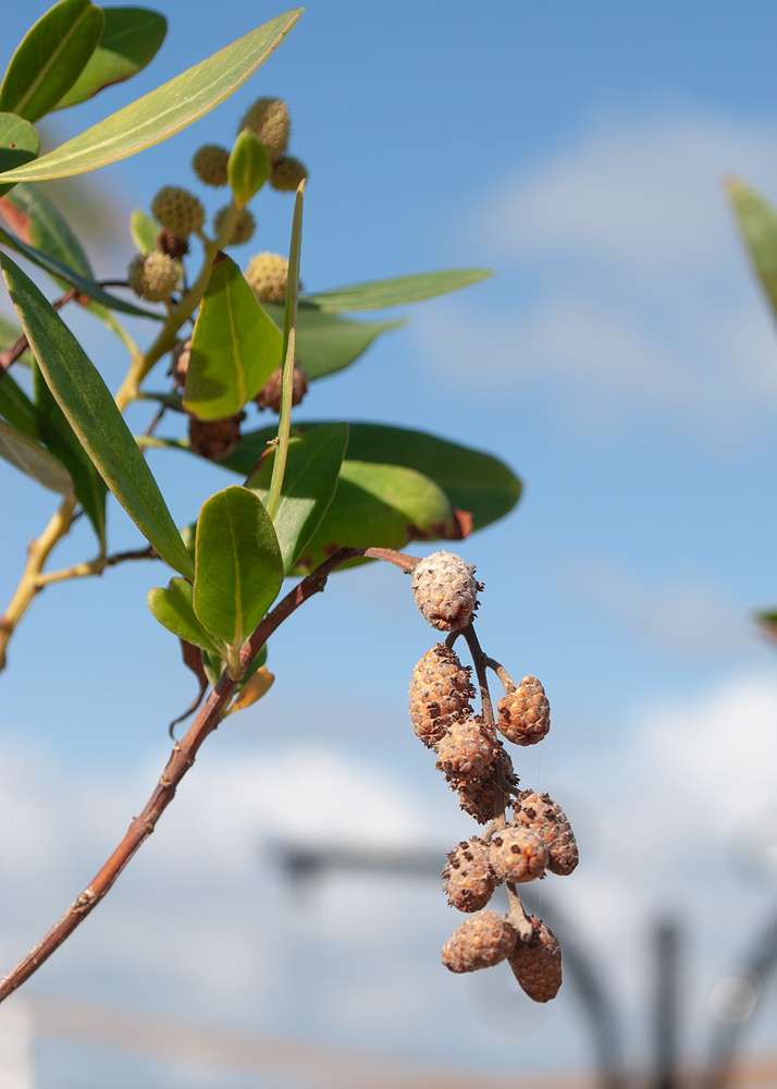 Изображение особи Conocarpus erectus.