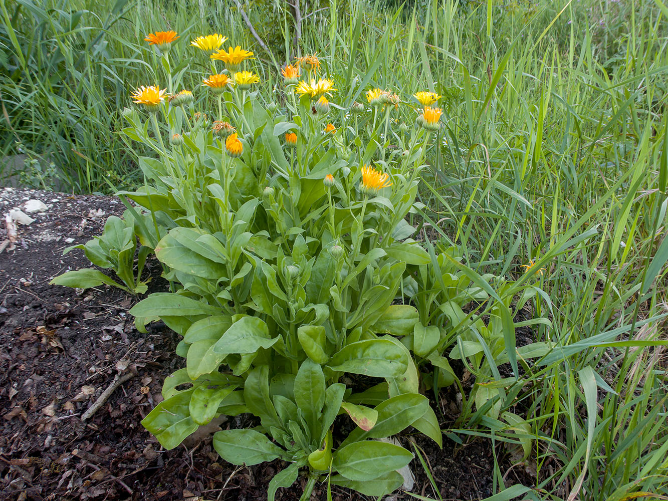 Image of Calendula officinalis specimen.