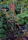 Rumex aquaticus. Плодоносящее растение с увядающими листьями в сообществе с Petasites amplus, Senecio cannabifolius и Artemisia. Курильские о-ва, о-в Итуруп, долина р. Водопадная, окраина каменистого пляжа. 16.08.2023.