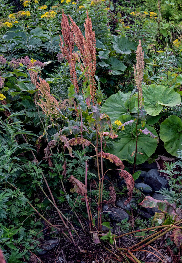 Image of Rumex aquaticus specimen.