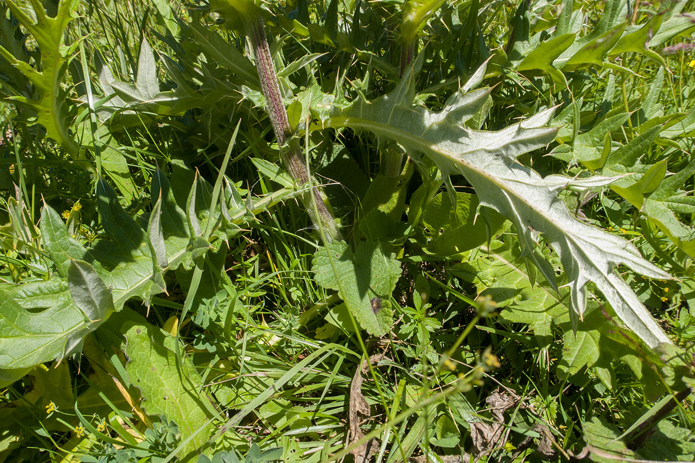 Изображение особи Cirsium buschianum.