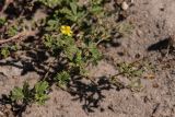 genus Potentilla