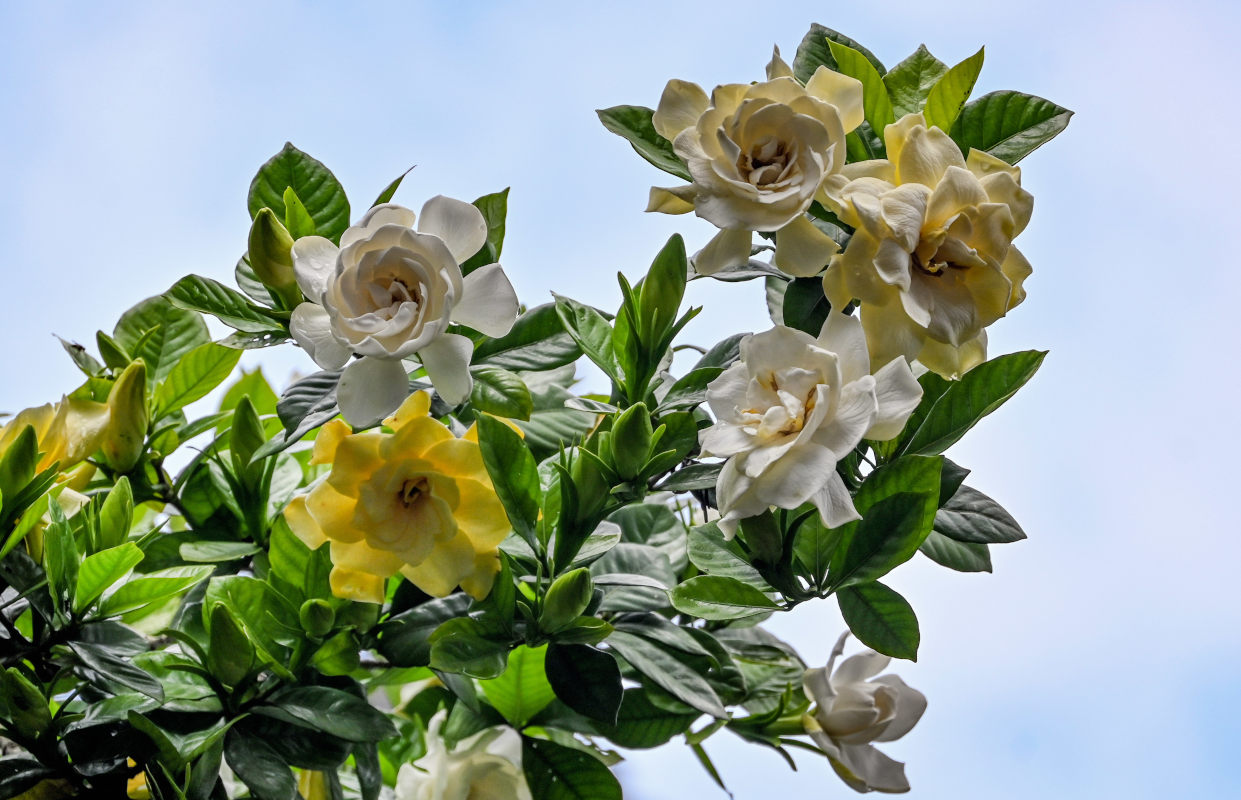 Image of Gardenia jasminoides specimen.