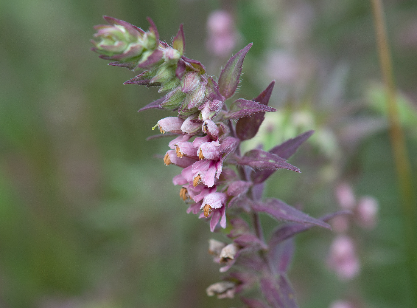 Изображение особи Odontites vulgaris.