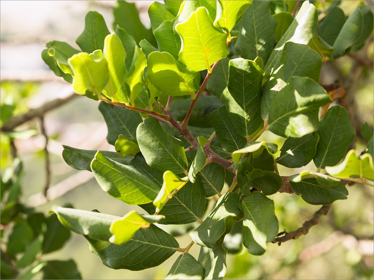 Image of genus Pistacia specimen.