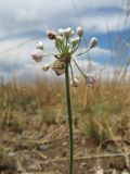 genus Allium. Верхушка побега с соцветием. Казахстан, Восточно-Казахстанская обл, Зайсанский р-н; Саур-Тарбагатай, сев. макросклон вост. части хр. Манрак, пер. Шиликты, ≈ 1220 м н.у.м., степь на мелкозёмном плато. 1 июля 2024 г.