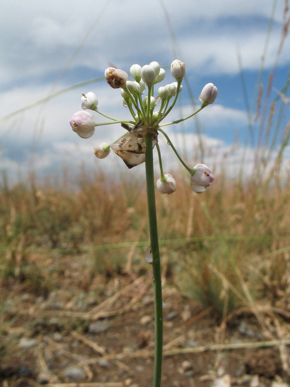 Изображение особи род Allium.