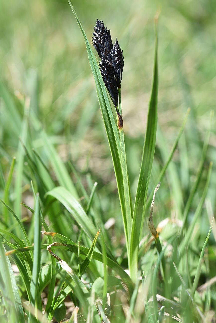 Image of genus Carex specimen.