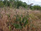 Salvia nemorosa. Зацветающее растение в сообществе с Poaceae. Крым, Южный Берег, гора Аю-Даг, поляна в дубово-грабовом лесу. 25.05.2024.