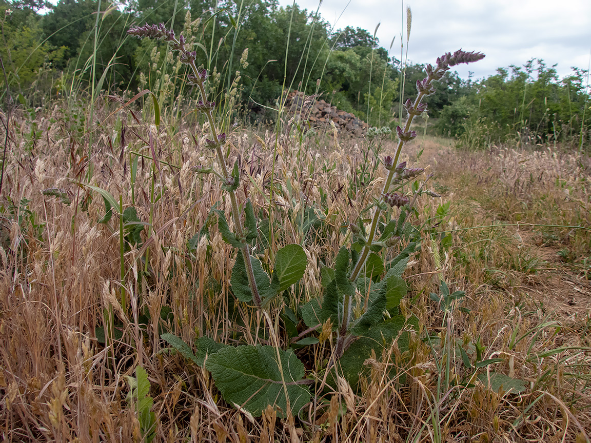 Image of Salvia nemorosa specimen.