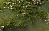 Elodea canadensis. Вегетирующие растения. Тверская обл., Конаковский р-н, долина р. Сестра, пруд, в воде у берега. 07.09.2024.