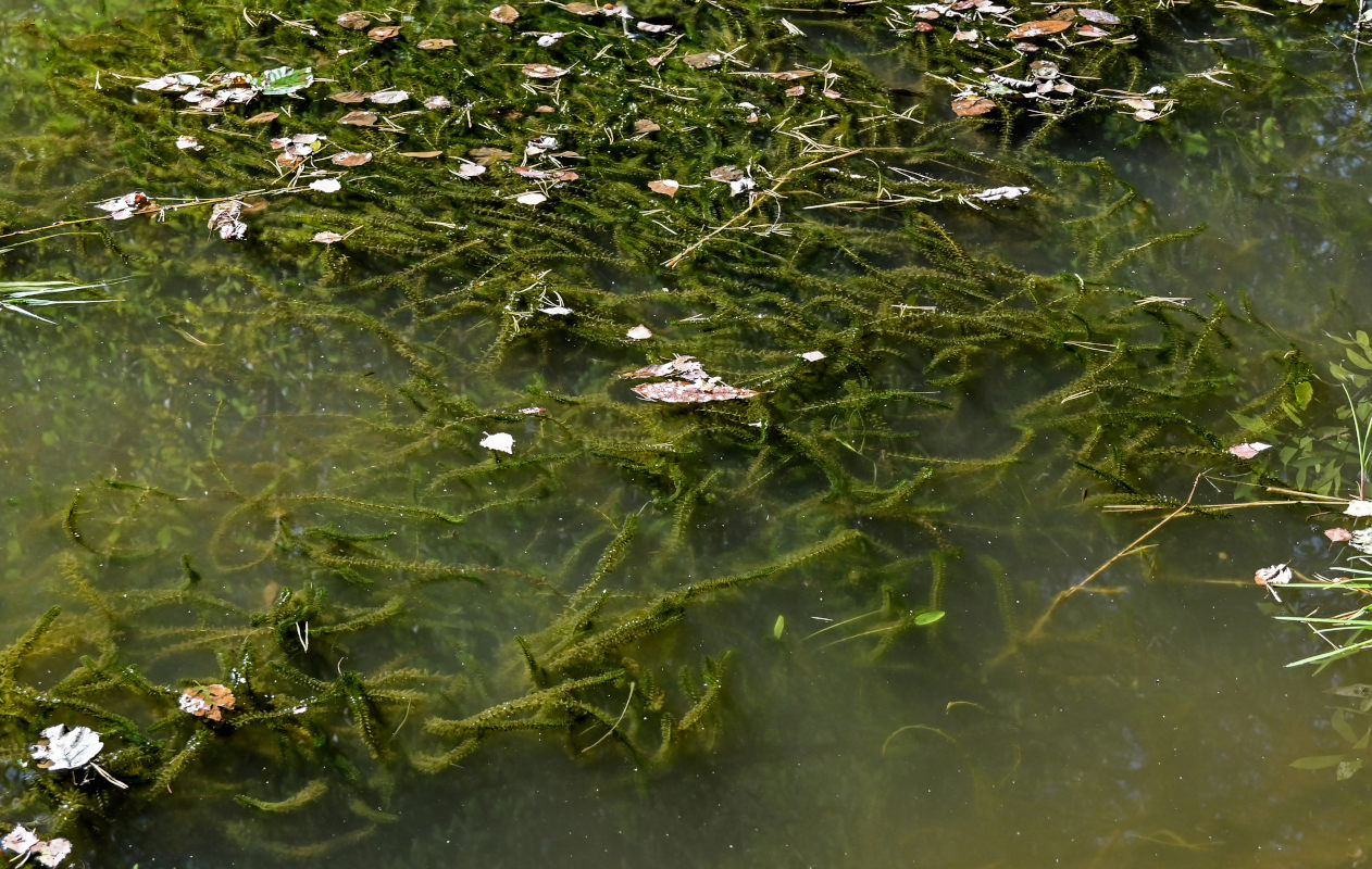 Image of Elodea canadensis specimen.