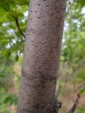 Sorbus domestica. Часть ствола. Крым, Южный Берег, окр. пос. Лесной, смешанное редколесье возле грунтовой дороги. 26.05.2024.