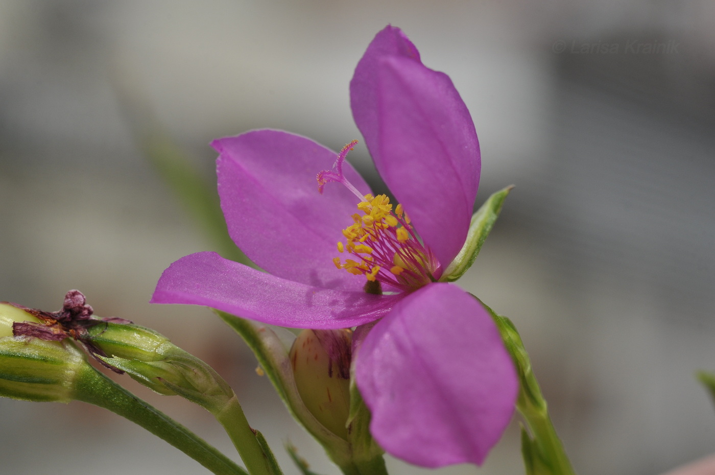 Image of Talinum paniculatum specimen.