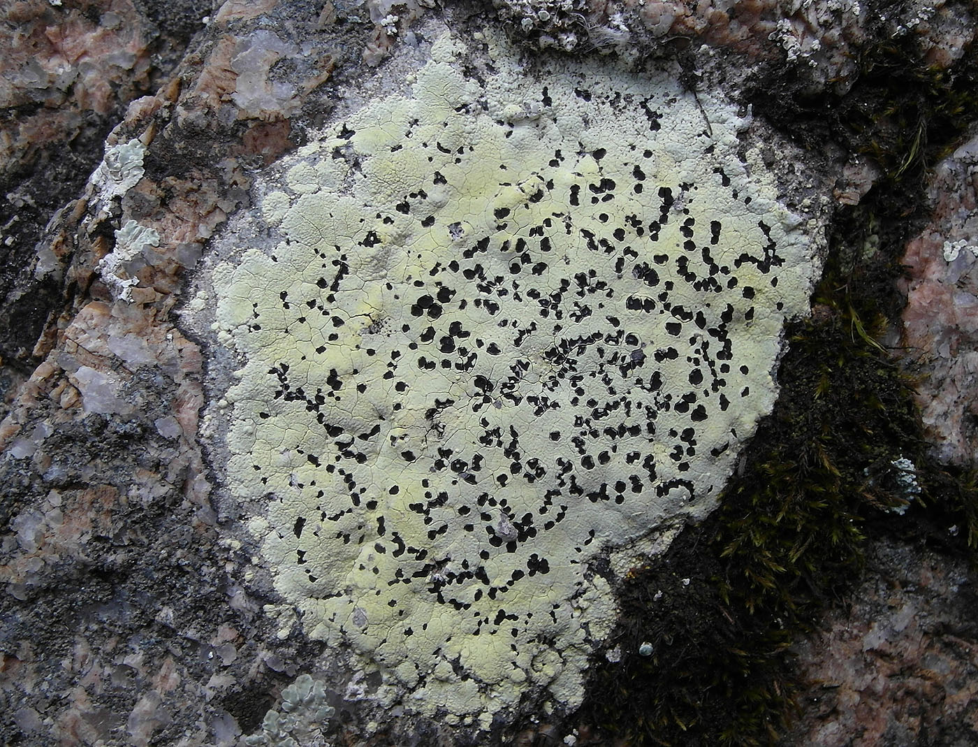 Image of Rhizocarpon lecanorinum specimen.