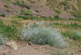 Acanthophyllum gypsophiloides. Цветущее растение. Узбекистан, Ташкентская обл., южный склон Чаткальского хребта, басс. р. Ахангаран, окр. г. Янгиабад, правый склон р. Каттасай, каменисто-песчаная почва. 13.07.2024.