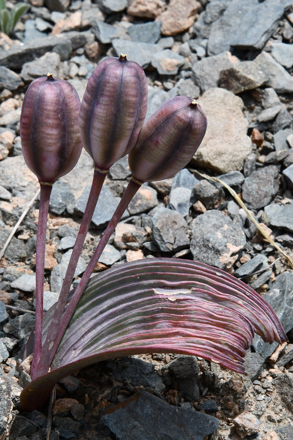 Image of Tulipa regelii specimen.