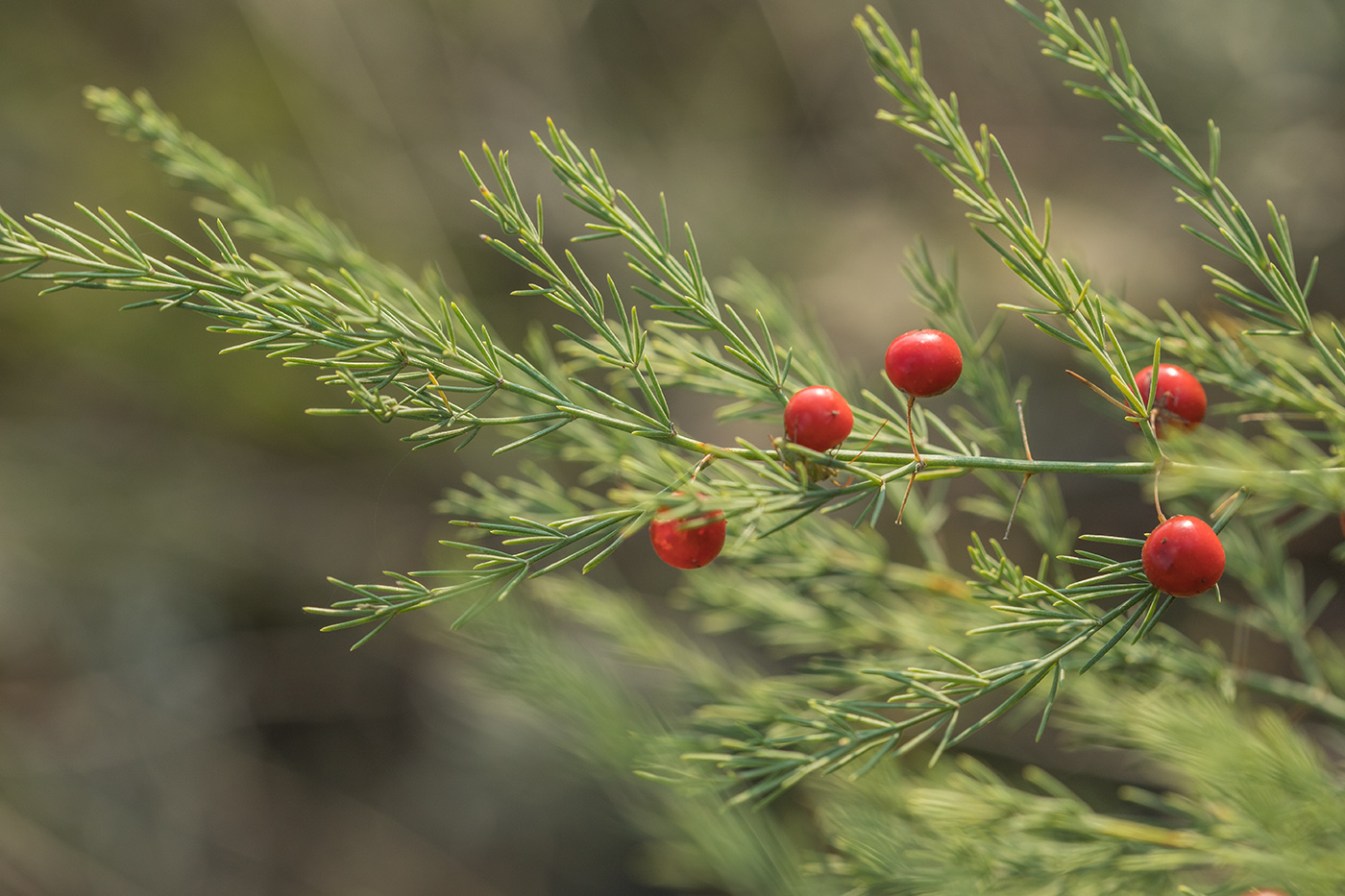 Image of Asparagus officinalis specimen.