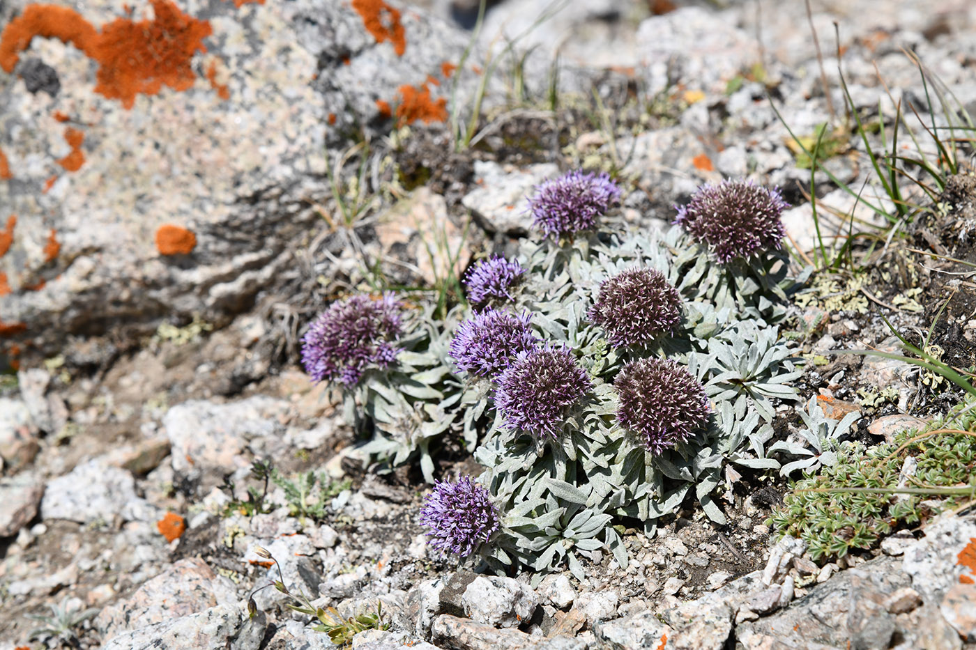 Image of Saussurea gnaphalodes specimen.