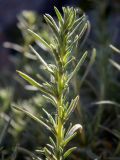 Bassia prostrata