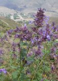 Nepeta grandiflora. Веточки с соцветиями. Кабардино-Балкария, Черекский р-н, окр. с/п Верхняя Балкария, левый борт долины р. Хашхасу, ≈ 2100 м н.у.м., мелкощебнистая осыпь из ожелезнённого песчаника. 31.07.2024.