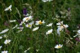 семейство Asteraceae