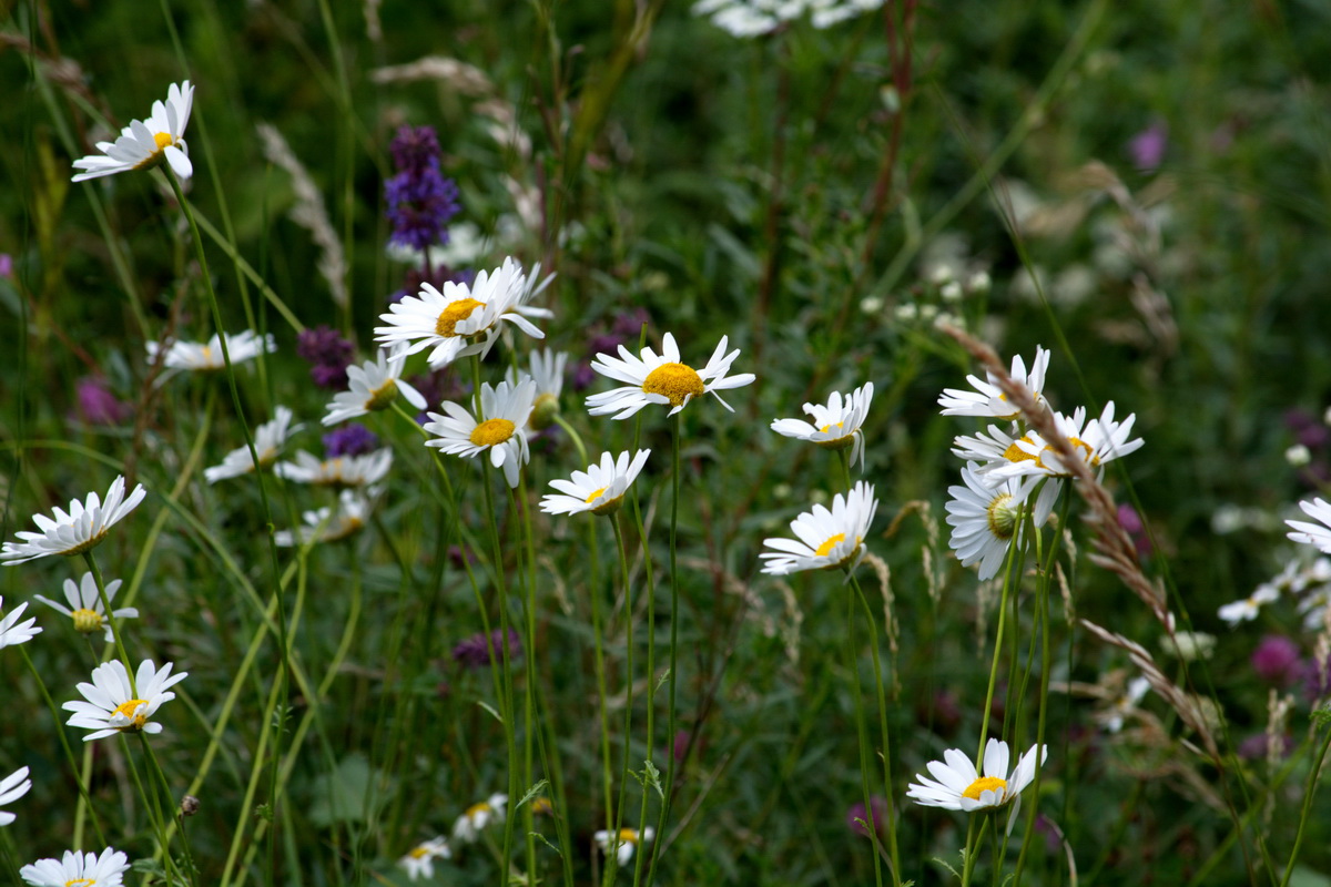 Изображение особи семейство Asteraceae.
