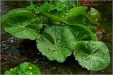 Caltha palustris. Листья. Московская обл., Раменский р-н, окр. дер. Хрипань, мелиорационная канава в смешанном лесу. 23.04.2025.