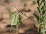 View full-size image Lens orientalis