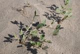 Смотреть изображение семейство Fabaceae