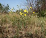 Смотреть изображение Senecio borysthenicus