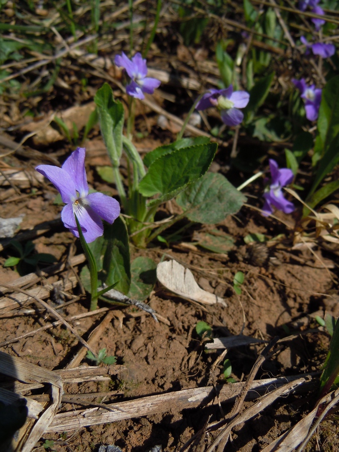 Image of Viola hirta specimen.