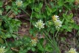 View full-size image genus Trifolium