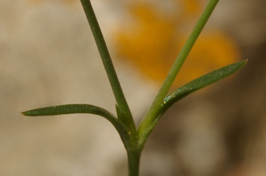 Image of Minuartia hybrida specimen.