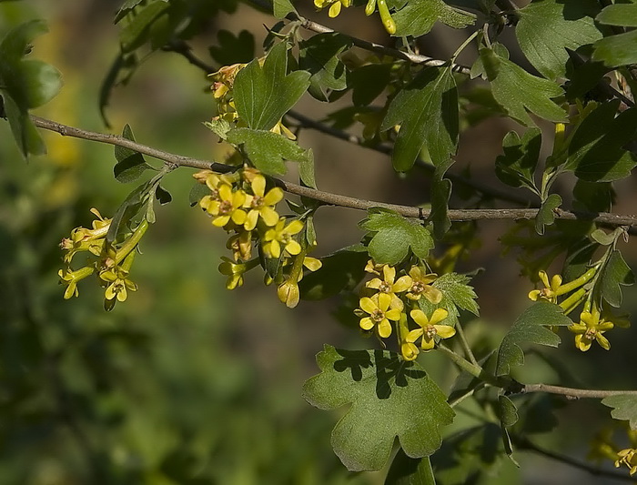 Изображение особи Ribes aureum.