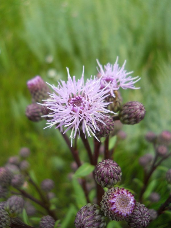 Image of Cirsium setosum specimen.