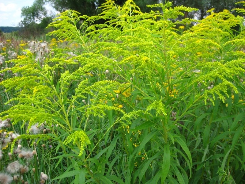 Изображение особи Solidago canadensis.