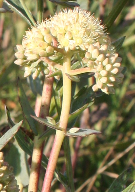 Image of Hylotelephium ruprechtii specimen.