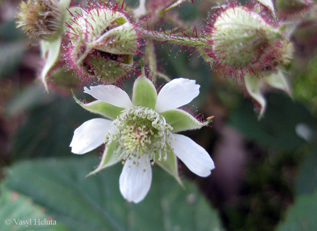 Image of Rubus hirtus specimen.