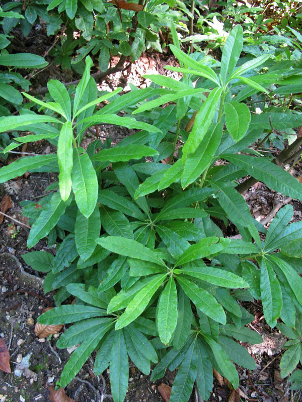 Image of Rhododendron luteum specimen.