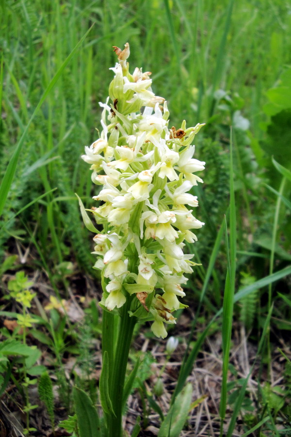 Изображение особи Dactylorhiza romana ssp. georgica.