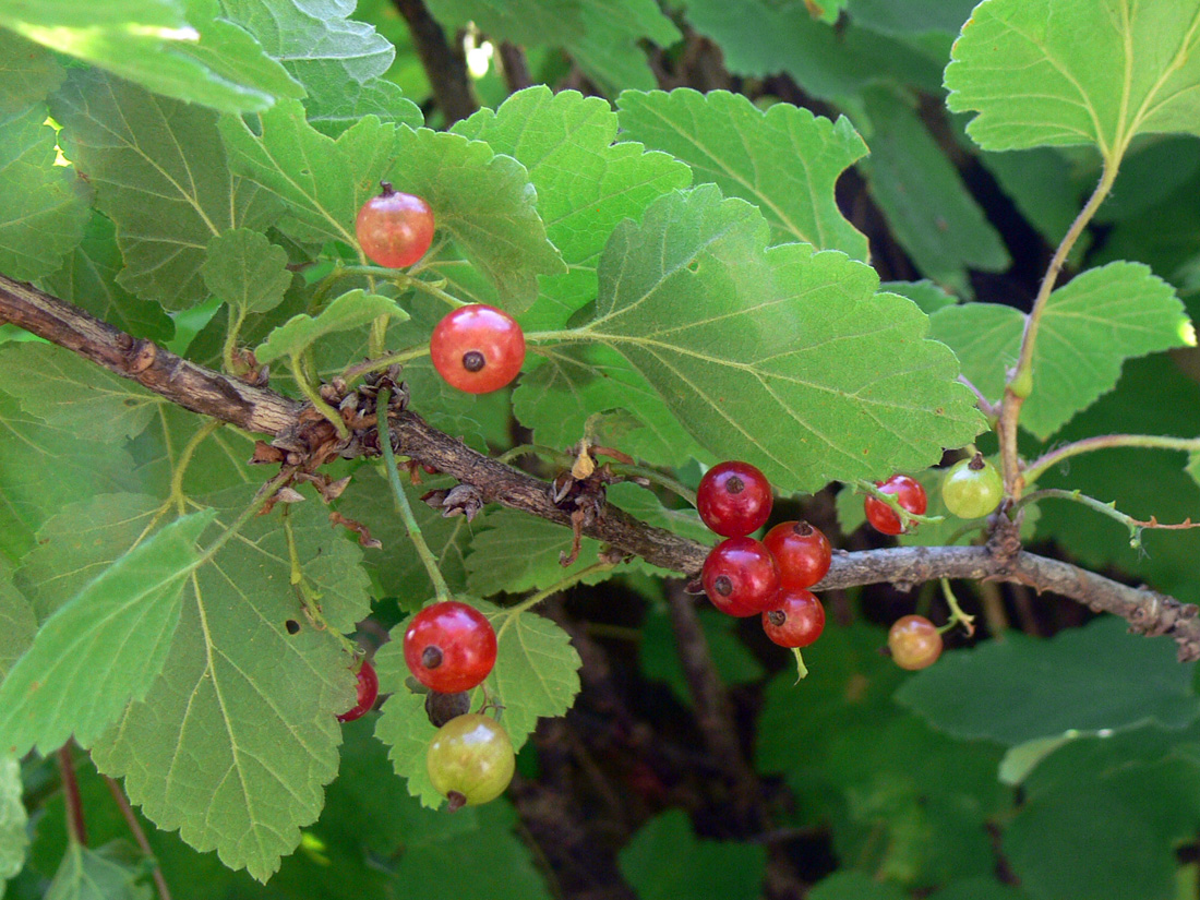 Image of Ribes hispidulum specimen.