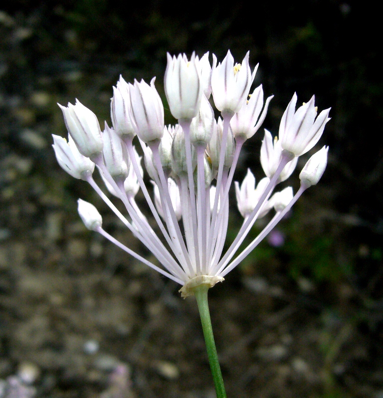 Image of Allium leucosphaerum specimen.