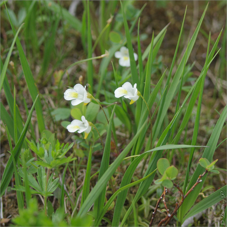 Изображение особи Pinguicula alpina.