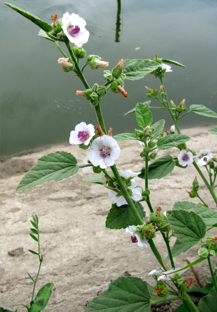 Image of Althaea officinalis specimen.